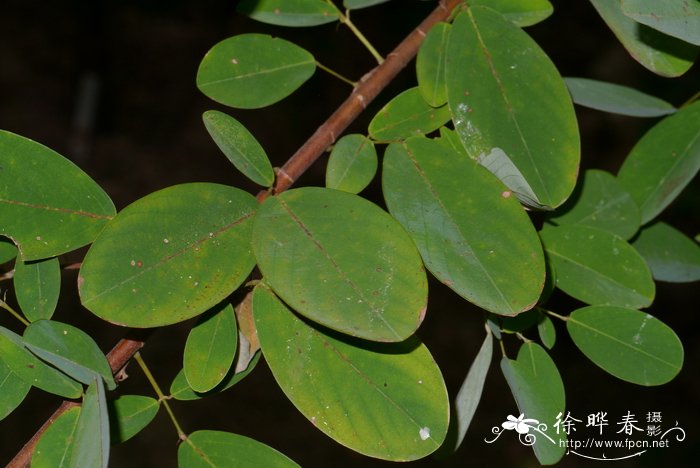 植树节种什么树好