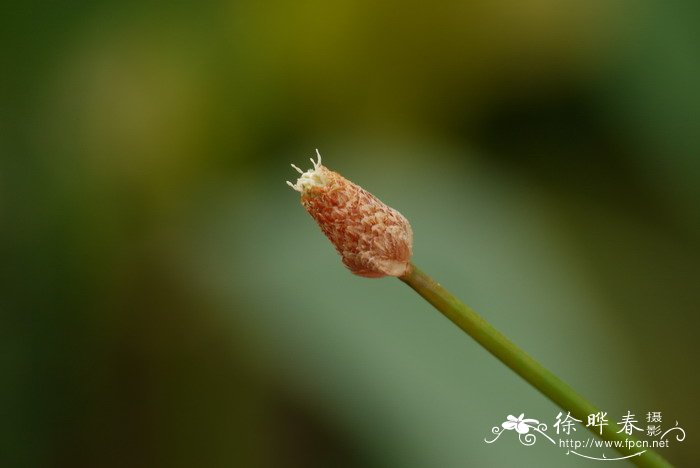 水生植物种植