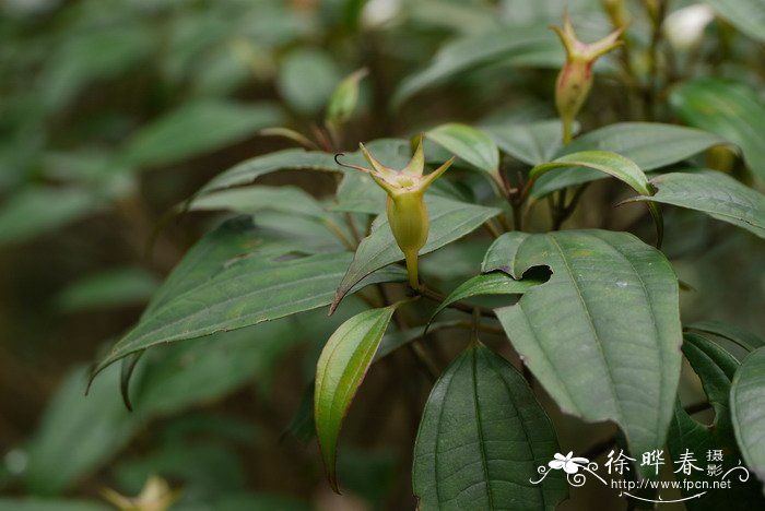 百里香和迷迭香的区别