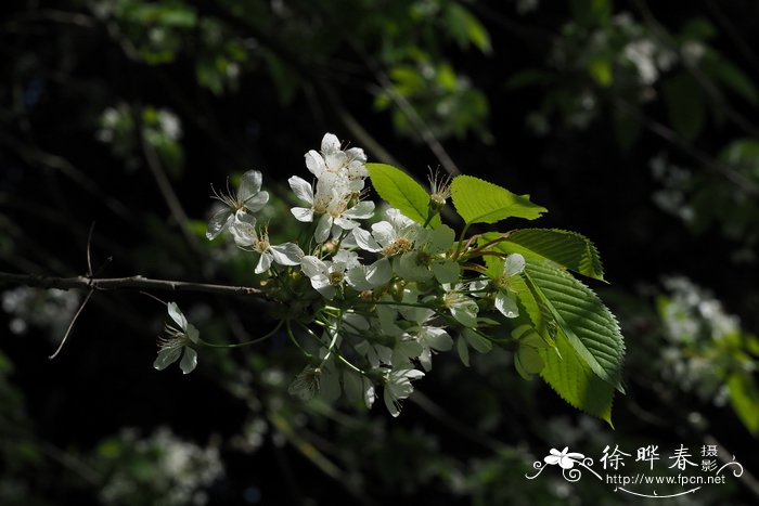 夜香木兰