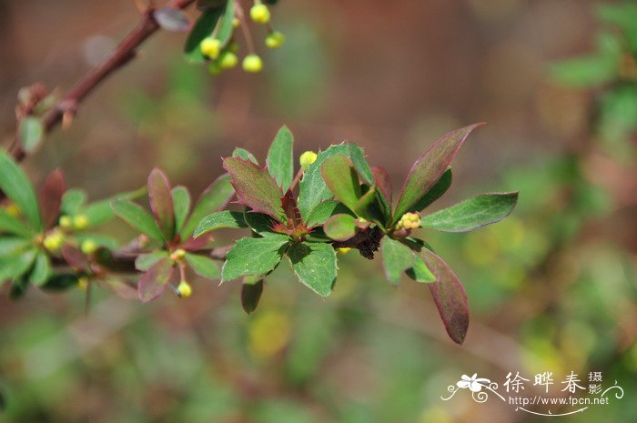 丁香花花语