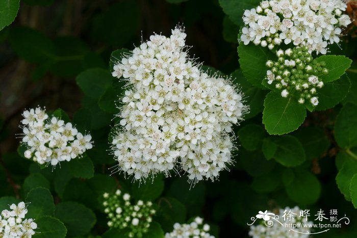 芒果的季节