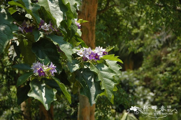 风毛菊