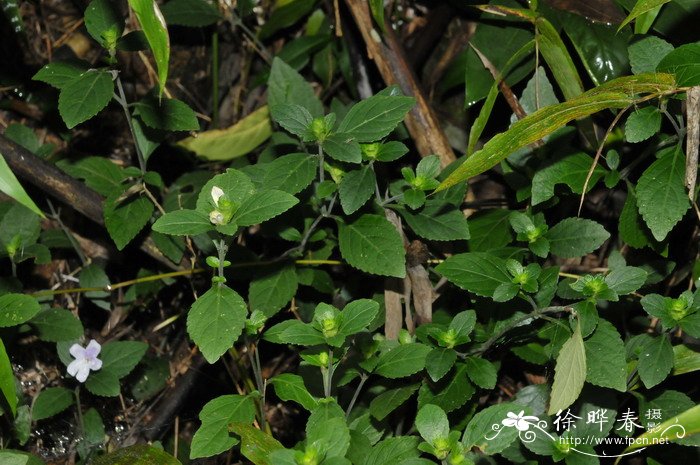 种什么植物可以驱蚊虫