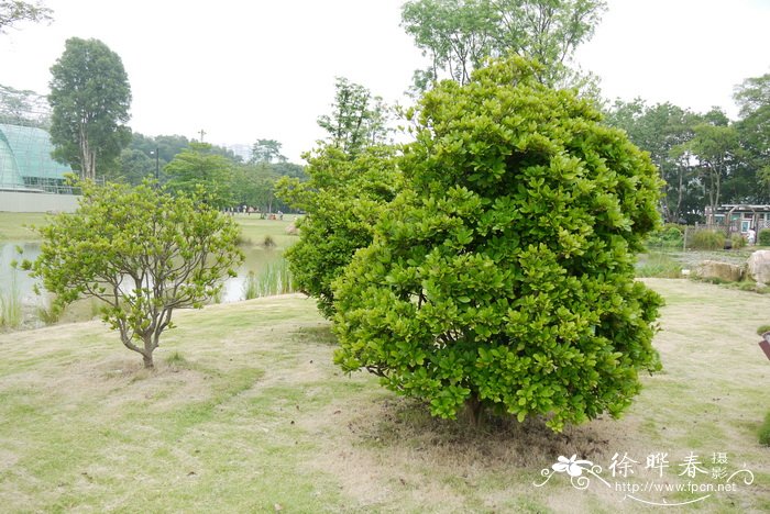 栀子花几月份开花