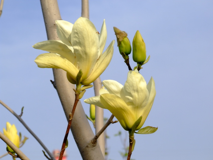 桃花的图片大全