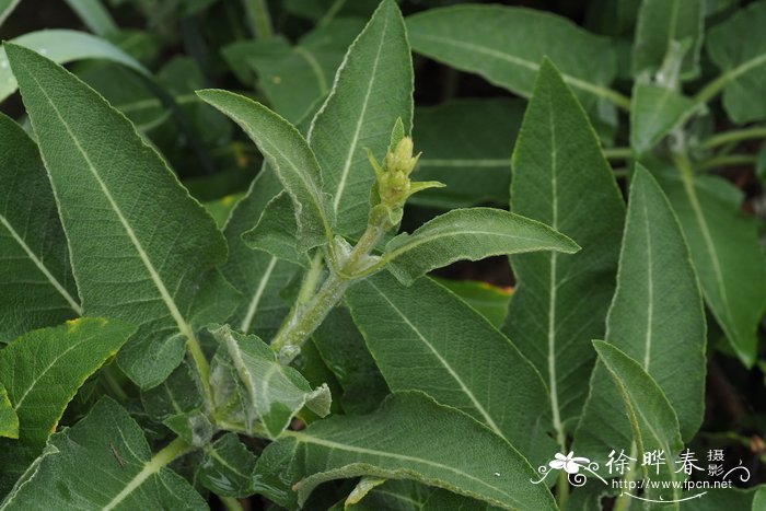 山茶花什么季节开