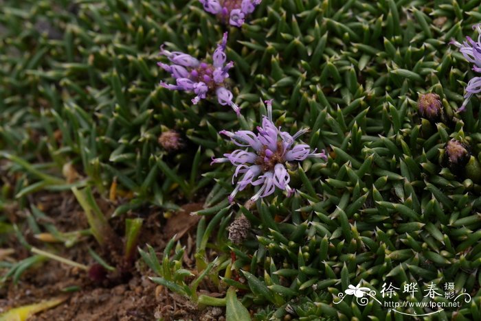 栀子花叶子干枯怎么补救