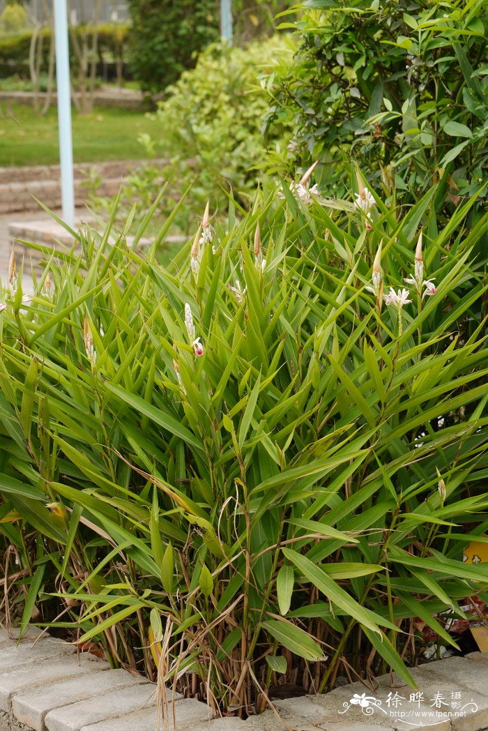 黄精的种植技术和效益