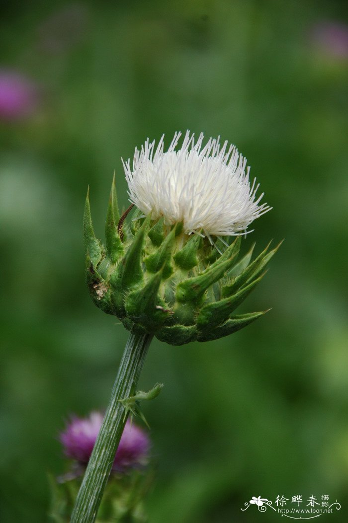 50种浪漫鲜花花语大全