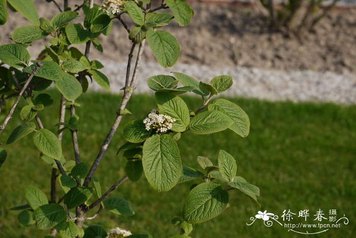 桂花苗价格