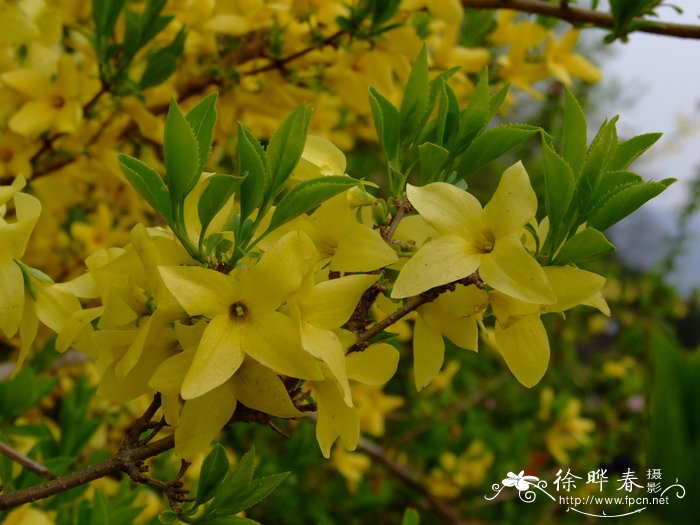 金银花盆景