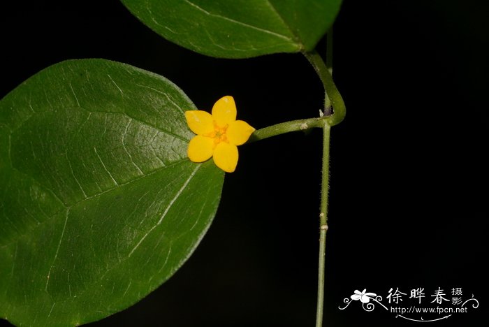 丝瓜花