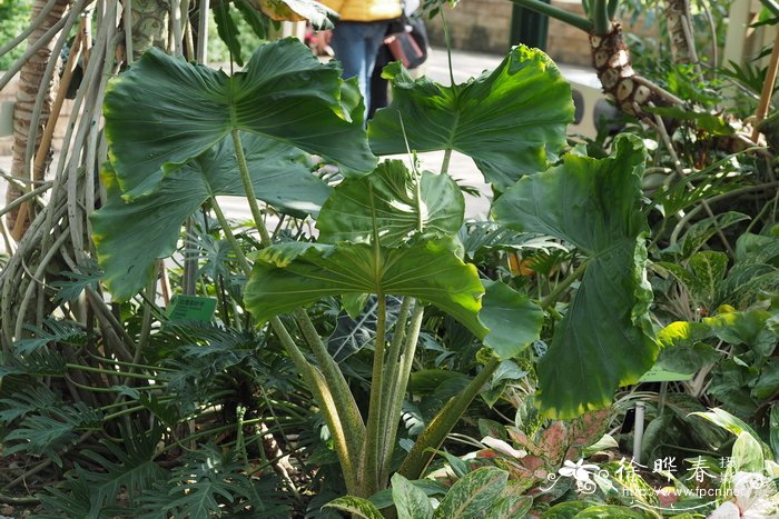 油菜花什么时候开