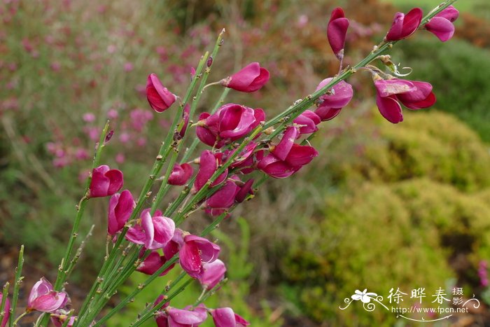 菠萝的季节