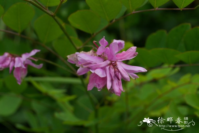 橡皮树开花吗