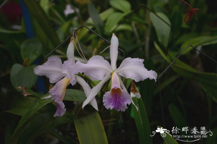 玉兰花的特点是什么