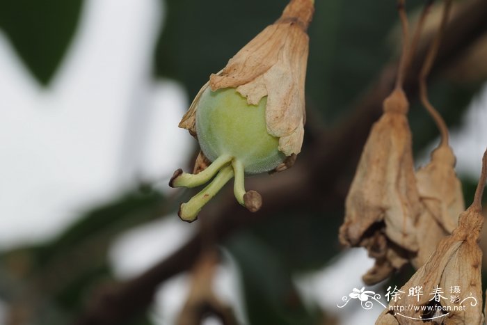 花卉种子批发