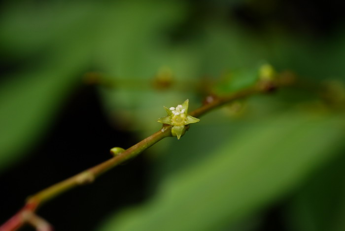 木本花卉植物大全