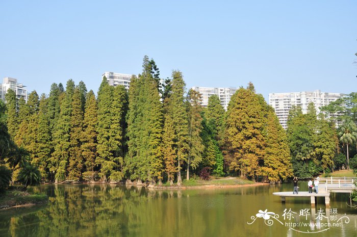 农民种植什么挣钱