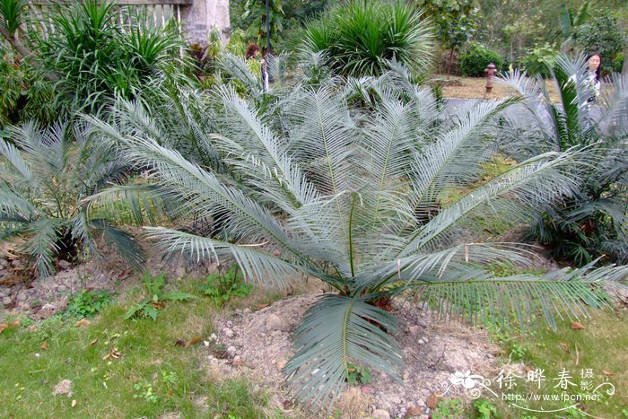 金银花种植前景如何