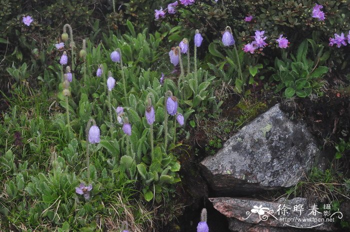 红背桂花