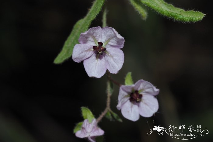 红苞喜林芋