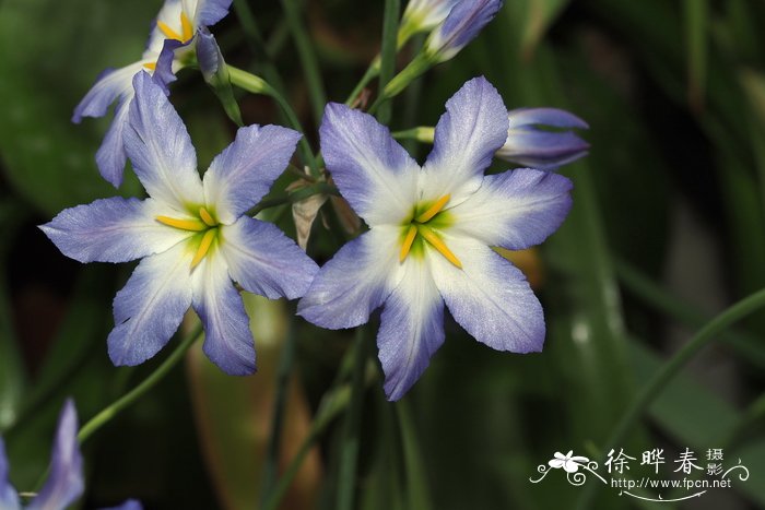 丁香花花语