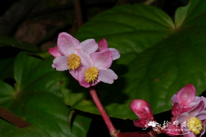 芒果的季节