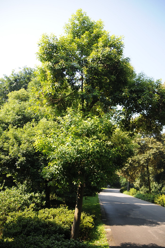 油莎豆