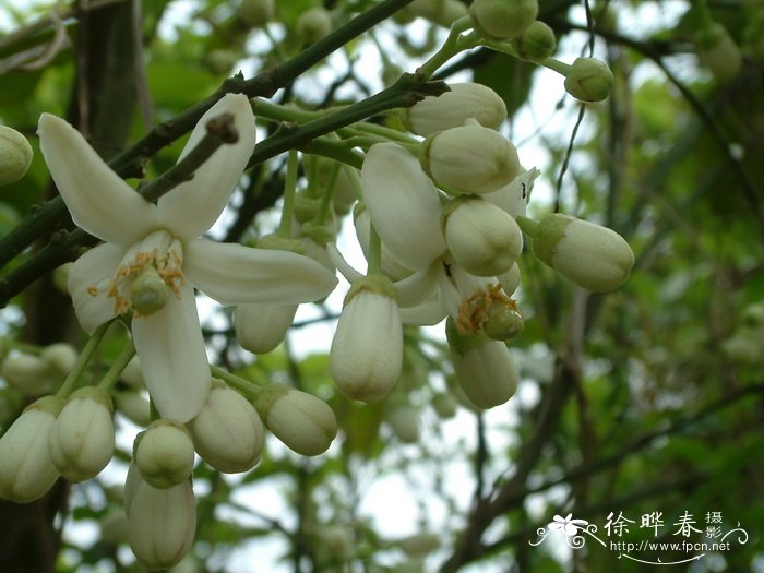 玫瑰花图片真实照片