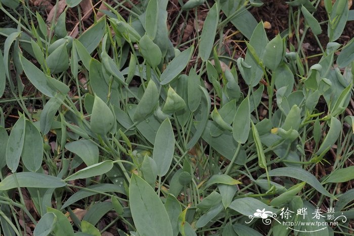 茉莉花的样子