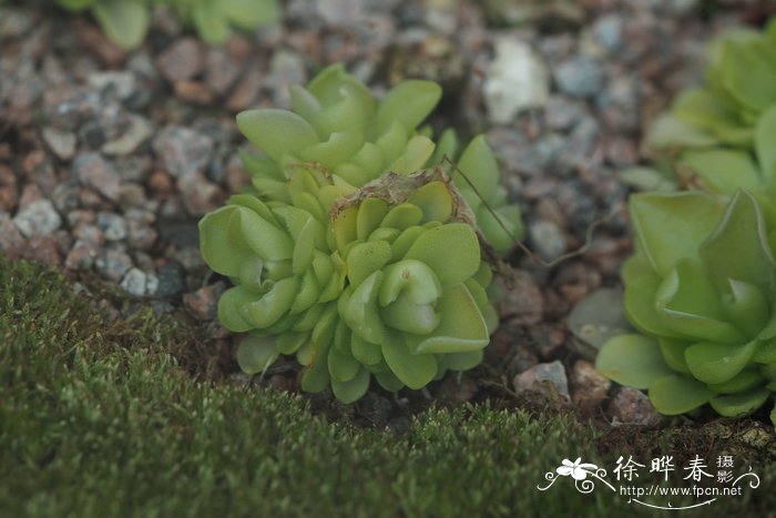 胡萝卜种植时间和方法