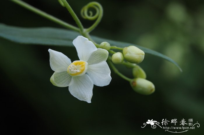 花卉 盆栽