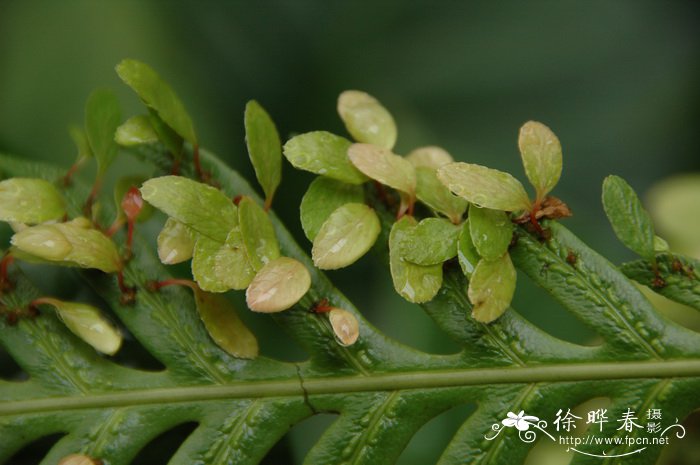 无花果树苗什么时候种植最好