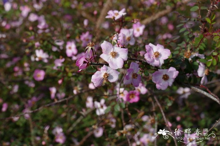 茉莉花茶图片