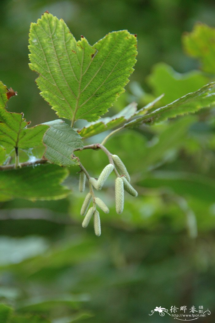 玫瑰花是什么季节开的