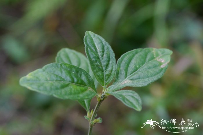 凤尾竹开花意味着什么