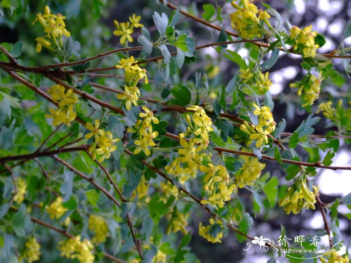 马樱花