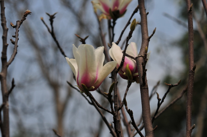 北京鲜花