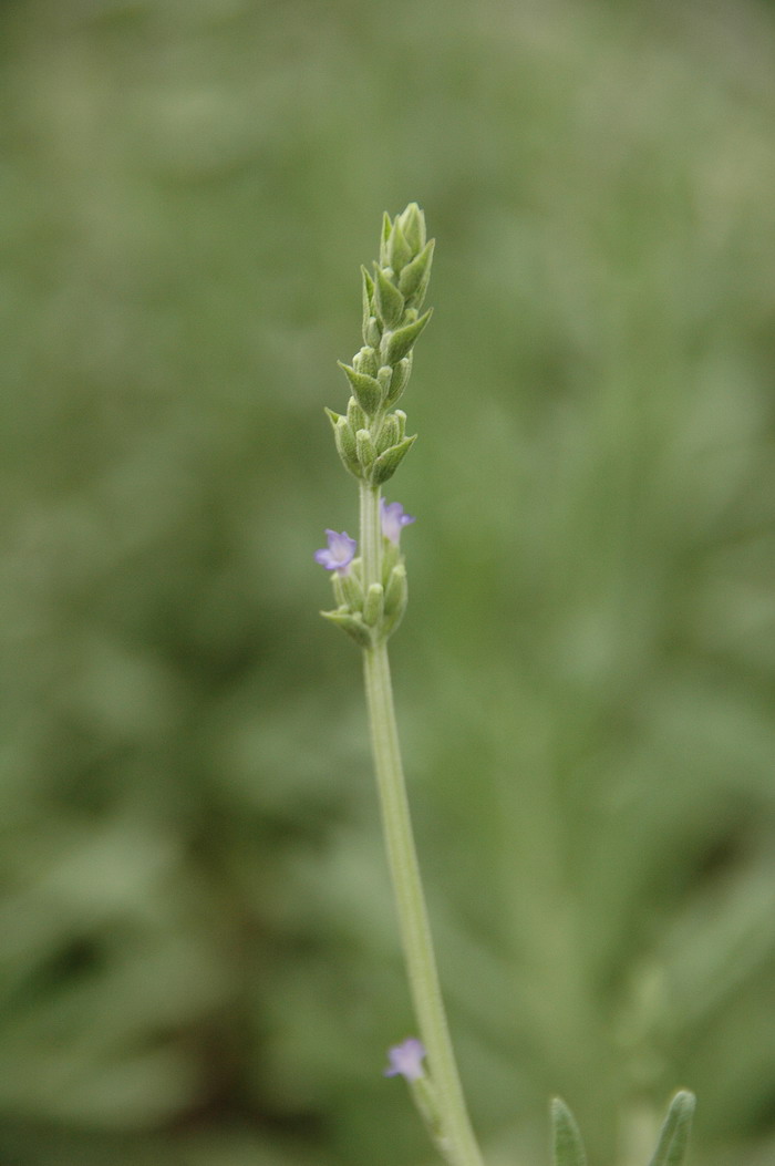 菠萝的季节