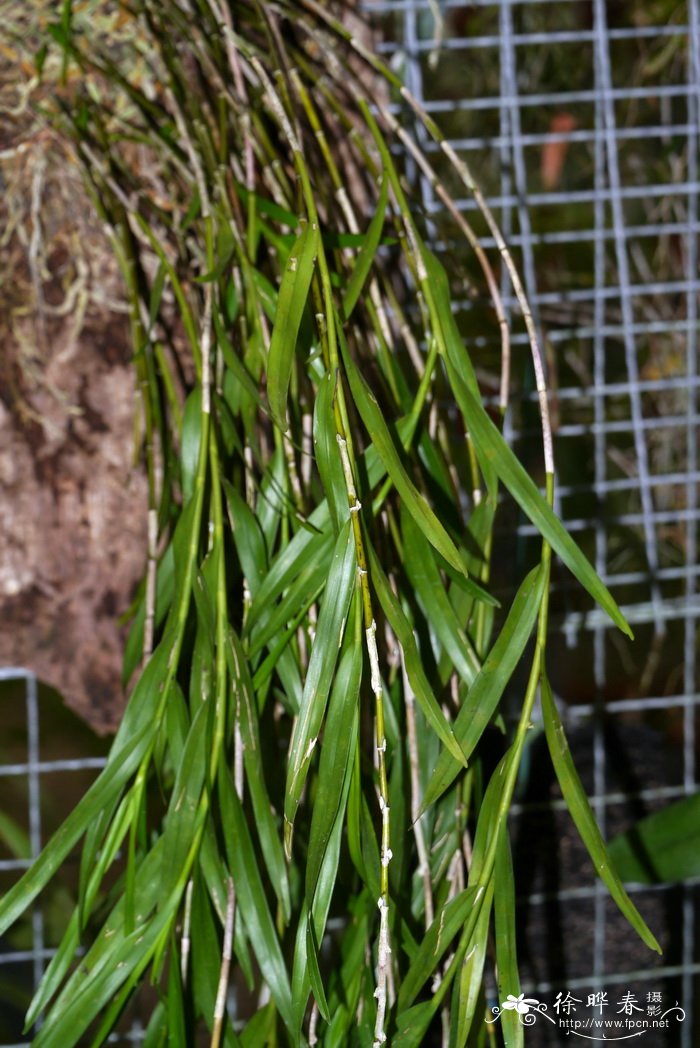 花叶滇苦菜