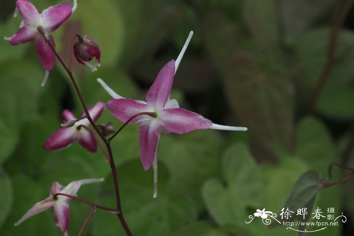 玫瑰花的生长过程