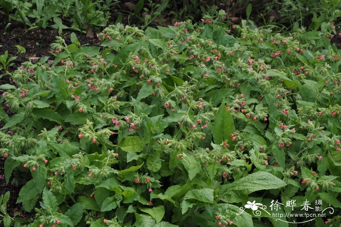 龙丰果是苹果吗