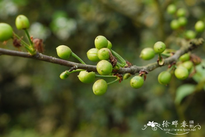 水芹菜为什么要焯水