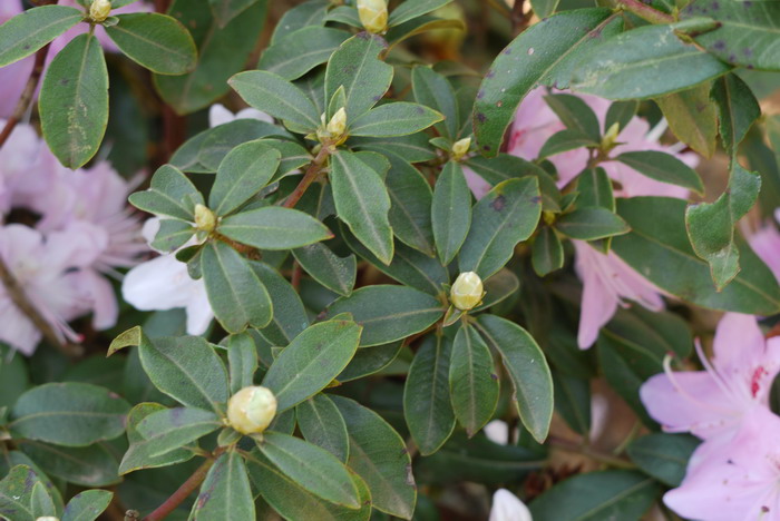 桃子的季节