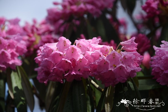 花名大全及花语