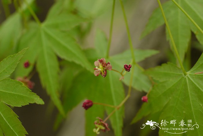 花卉种子批发