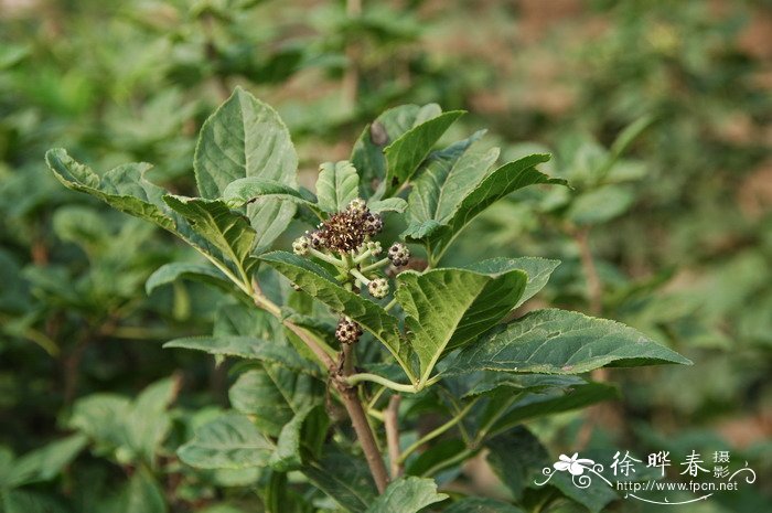 黄菊花