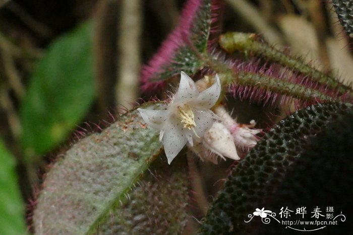 金麒麟花